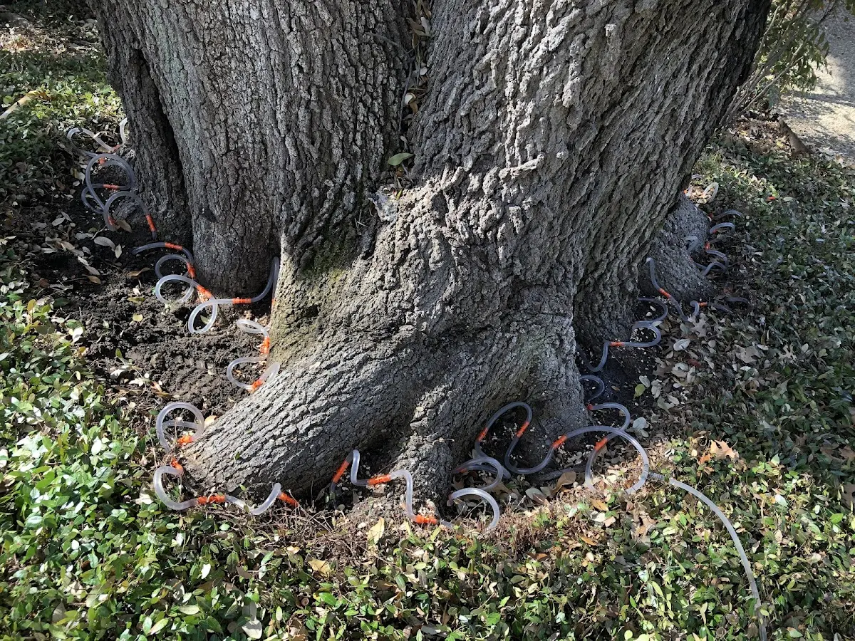 Detailed Tree Cabling and Bracing job site in Arvin